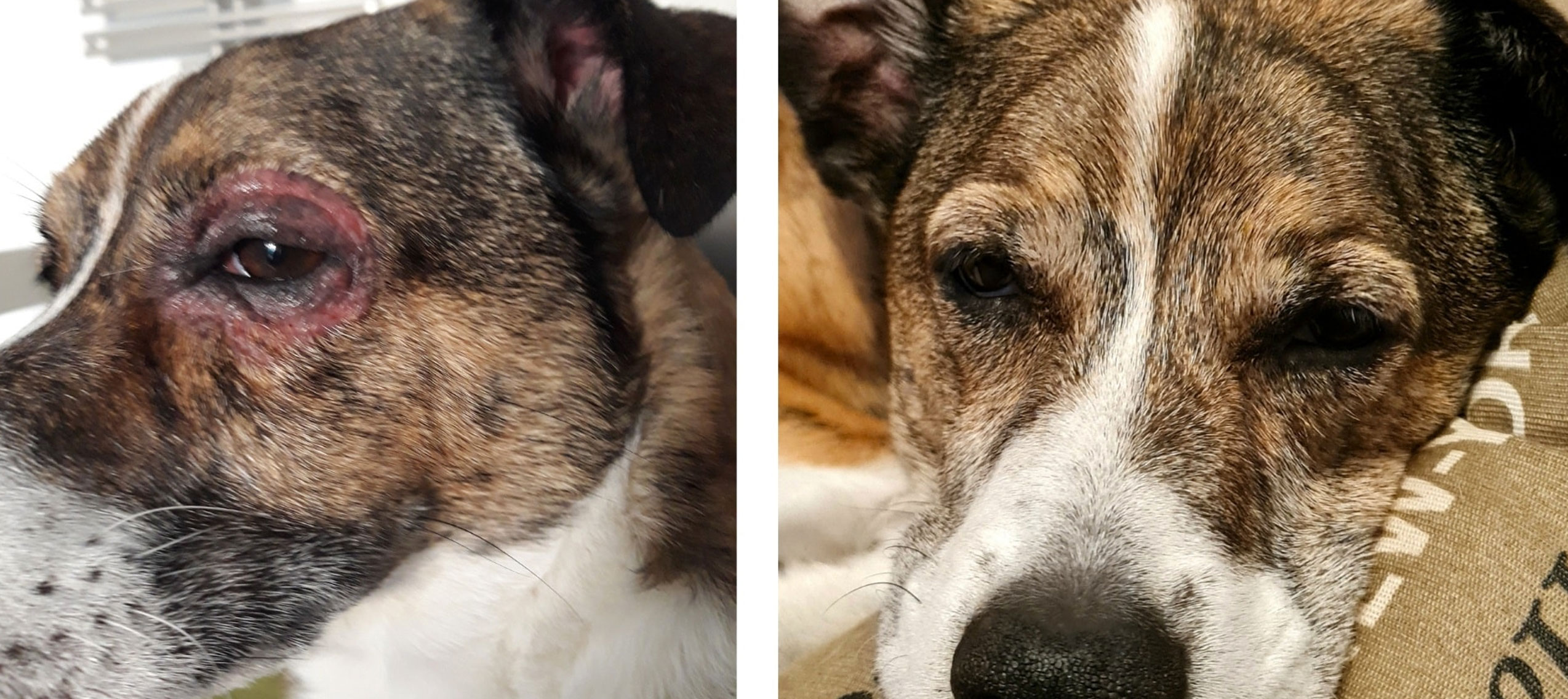 lins Hund mit entzündetem Auge / Futtermittelallergie - Rechts nach Futterumstellung - Auge wieder komplett abgeheilt