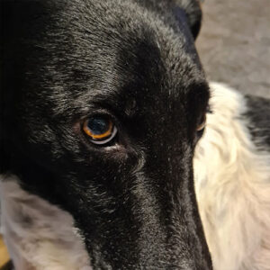 Auge von Hund wieder abgeschwollen, keine Entzündung mehr