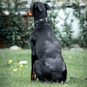 Hund verliert Fell am Rücken