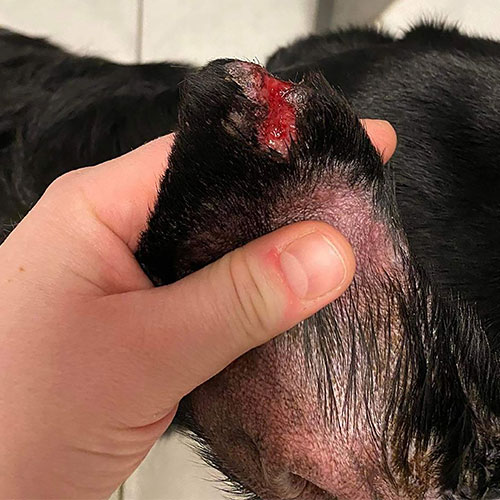 Hund hat offene Wunde am Ohr - Heilung geht sehr schlecht voran